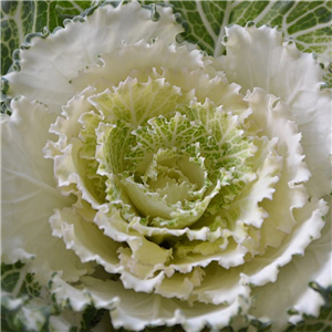 Ornamental Cabbage White